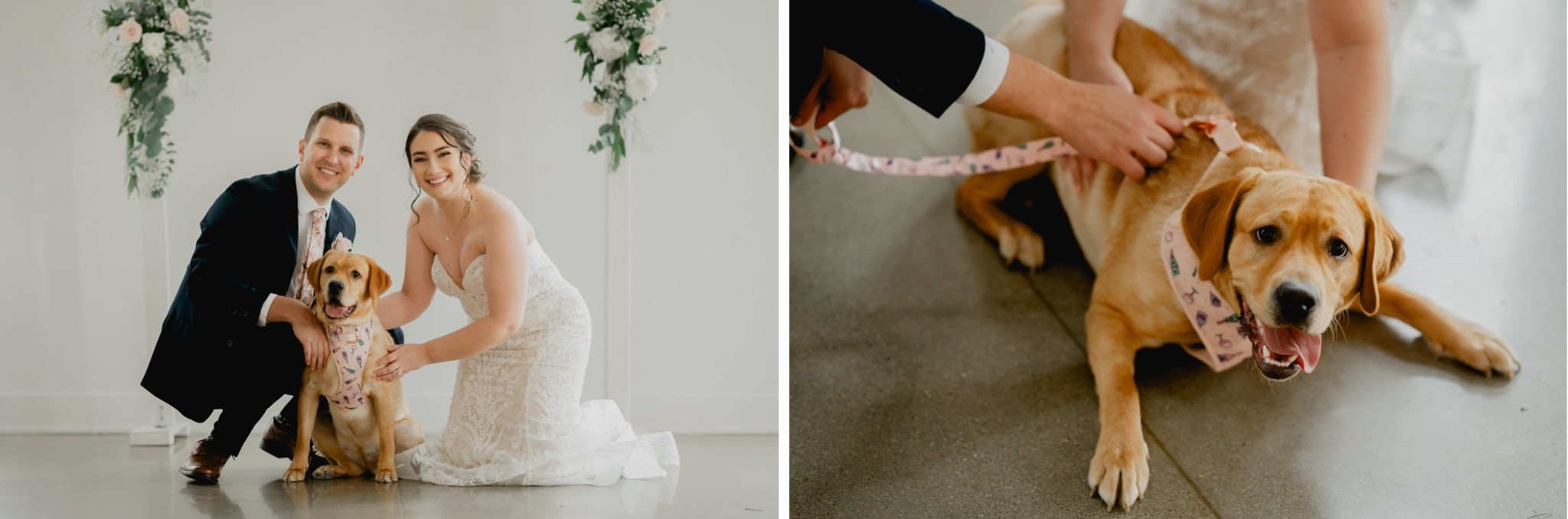 dog photos on wedding day